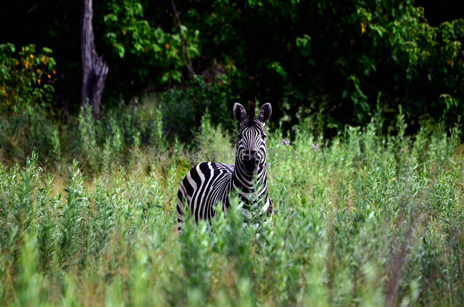 A zebra looking into the camera standing in high green grass