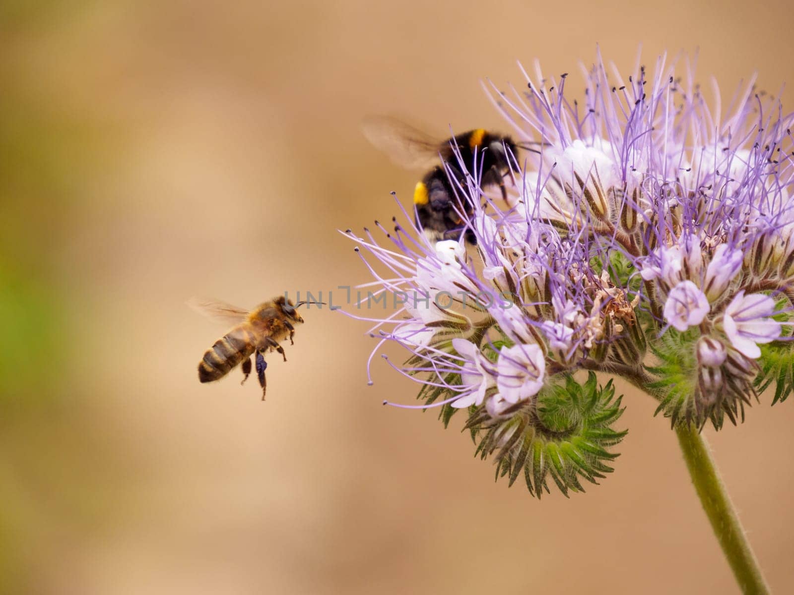 Closeup shot of a flying wasp approaching a purple flower with a bee on it.
