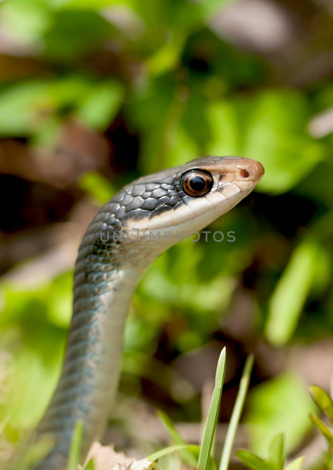 Black snake