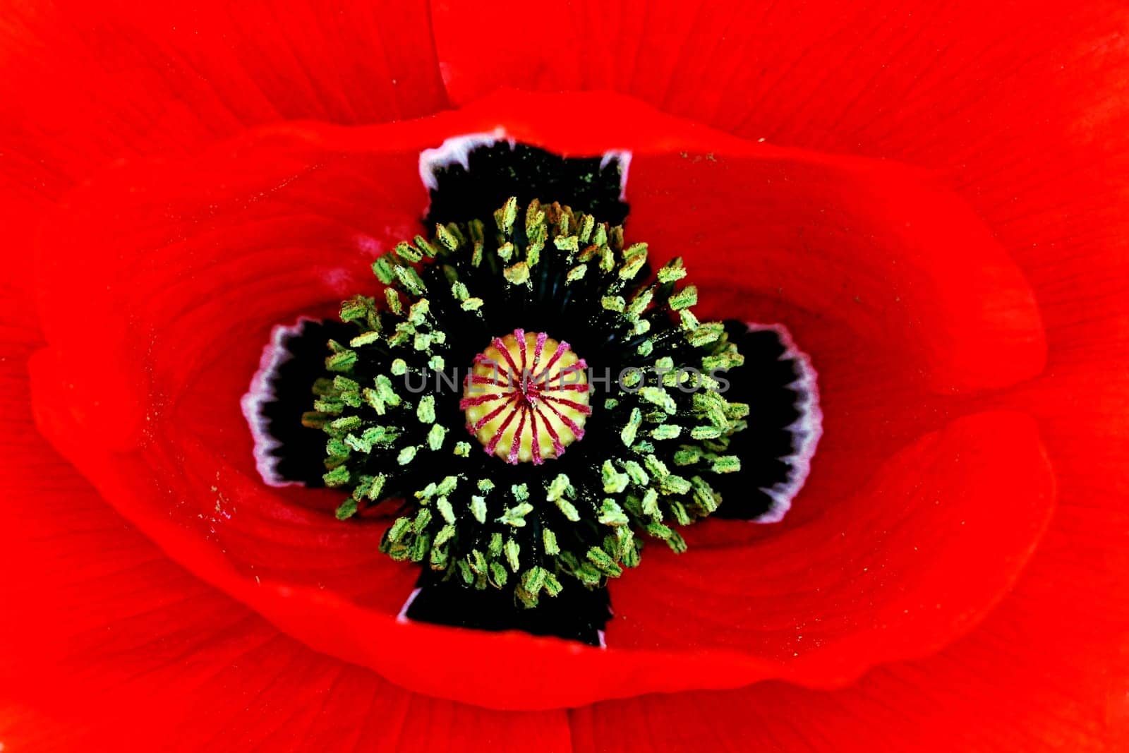 Red poppy