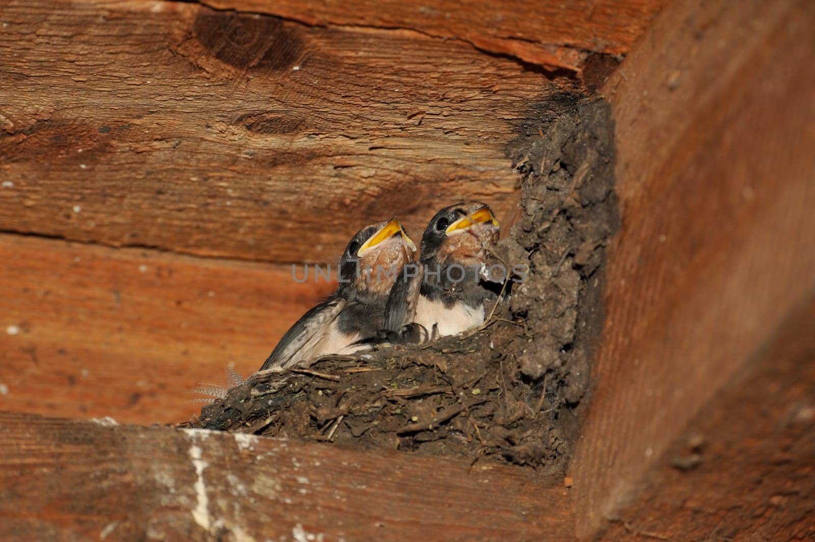 Swallow nest with chicks