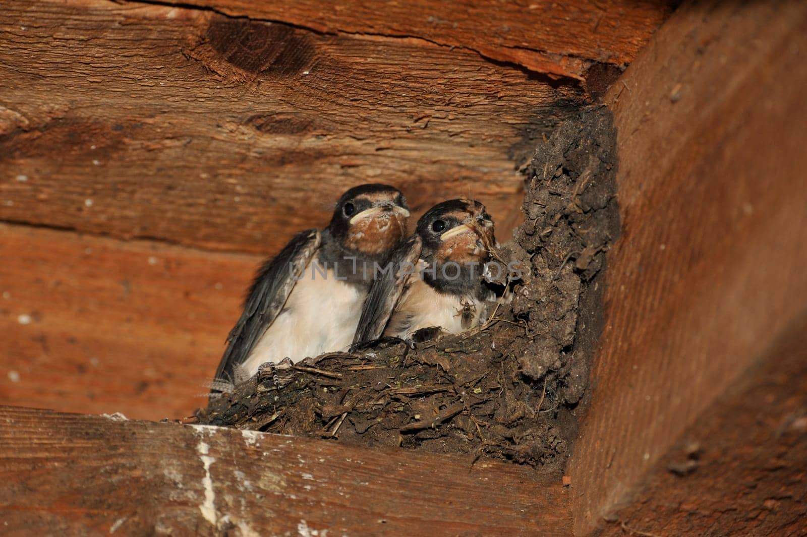 Swallow nest with chicks
