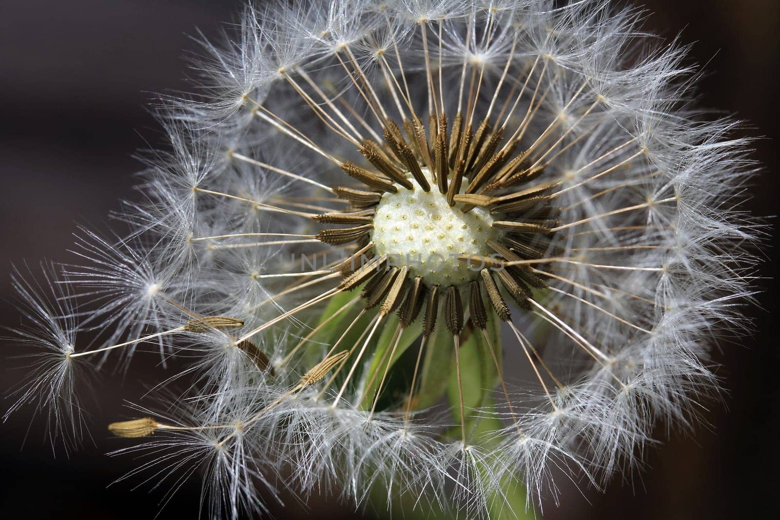 Pusteblume with seeds