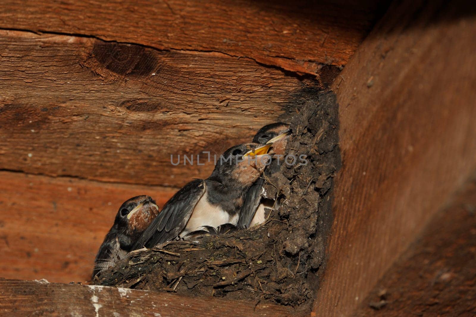 Swallow nest with chicks