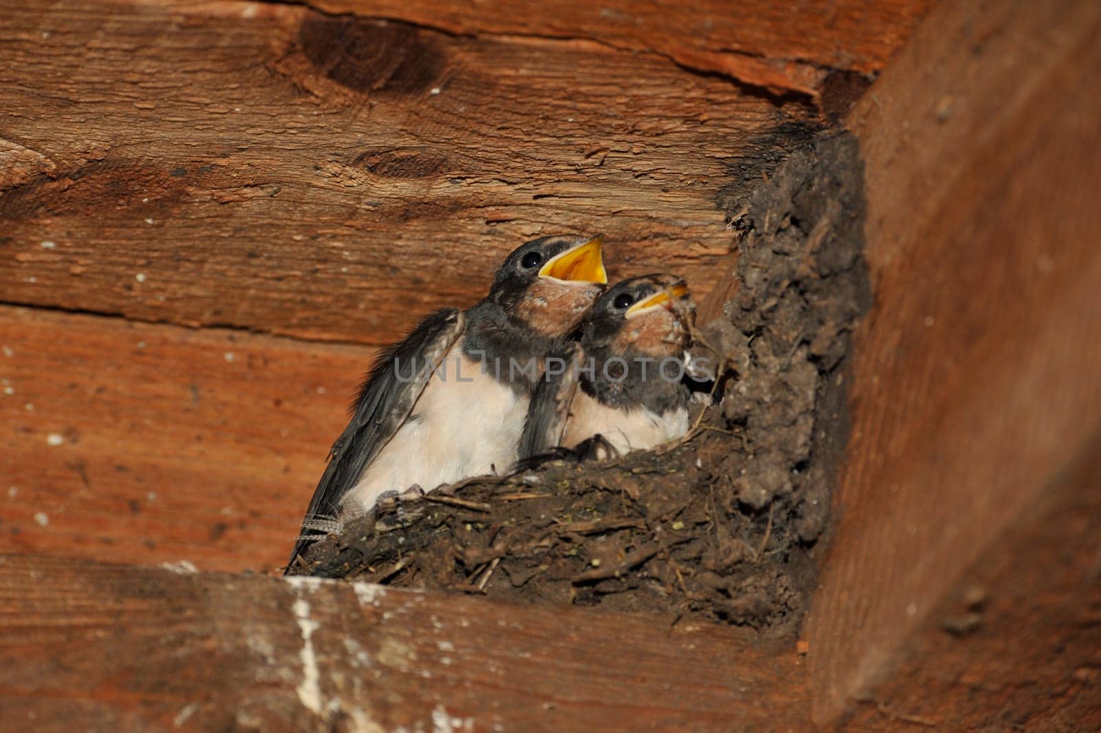 Swallow nest with chicks