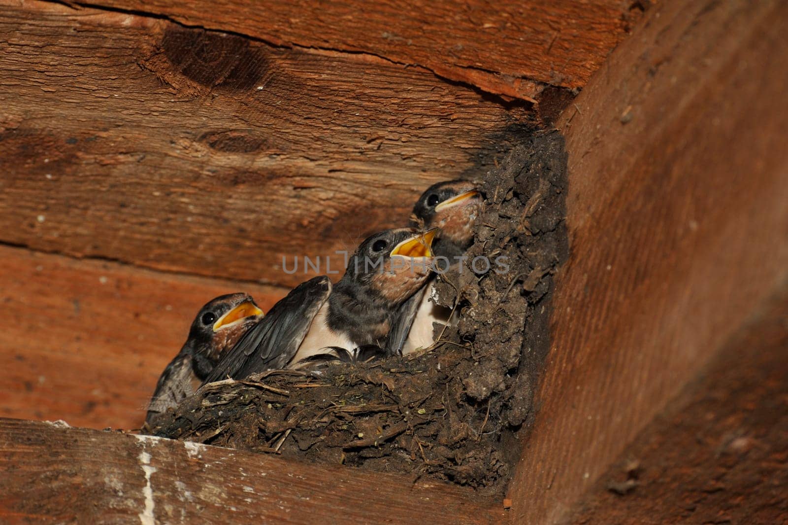 Swallow nest with chicks