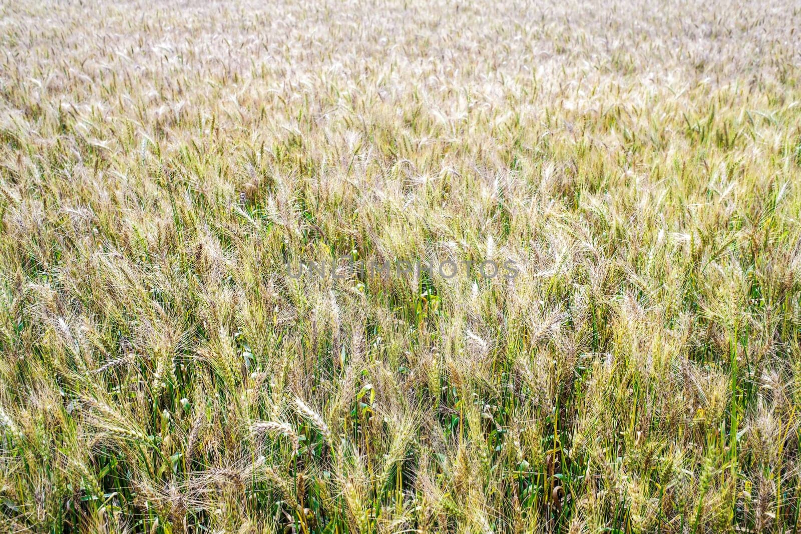 A wheat field, fresh crop of wheat for adv or others purpose use