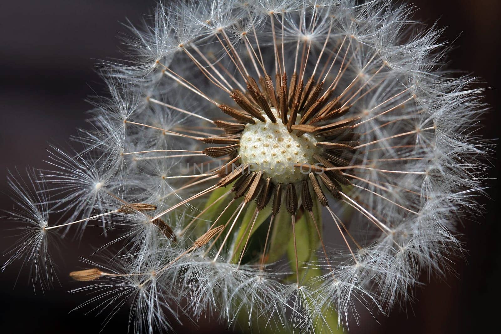 Pusteblume with seeds