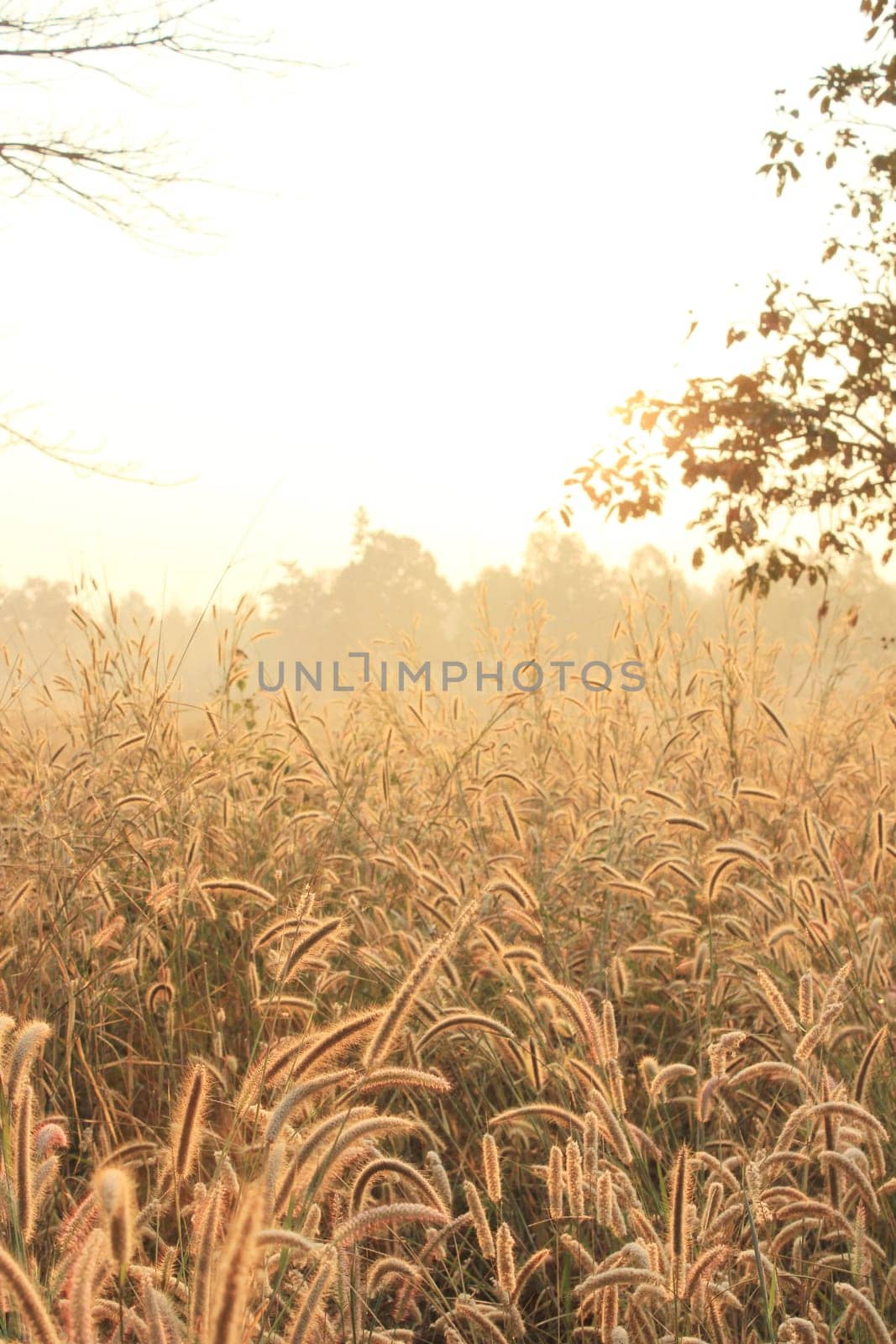 the sun goes up in the morning .