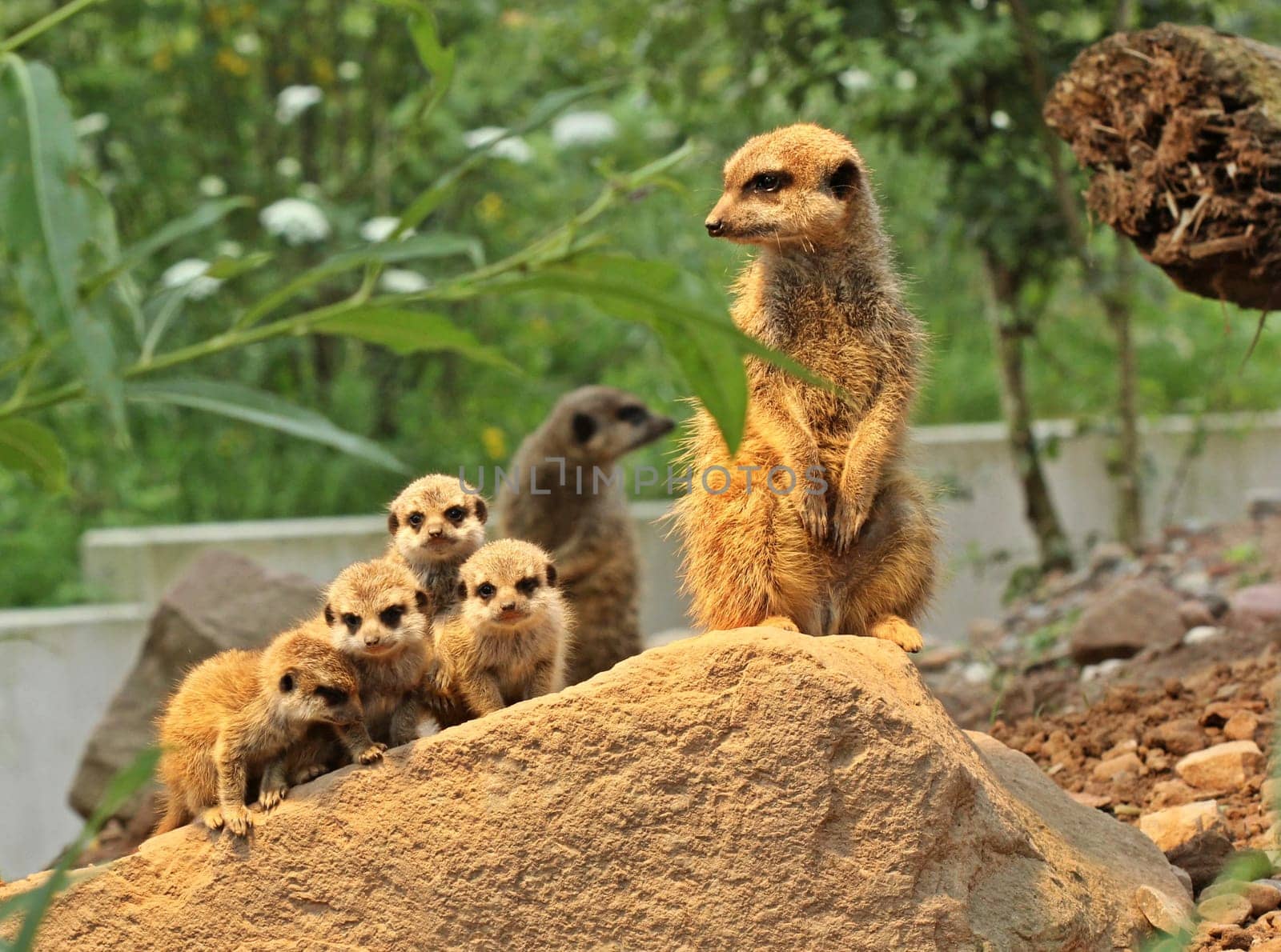Meerkats with offspring