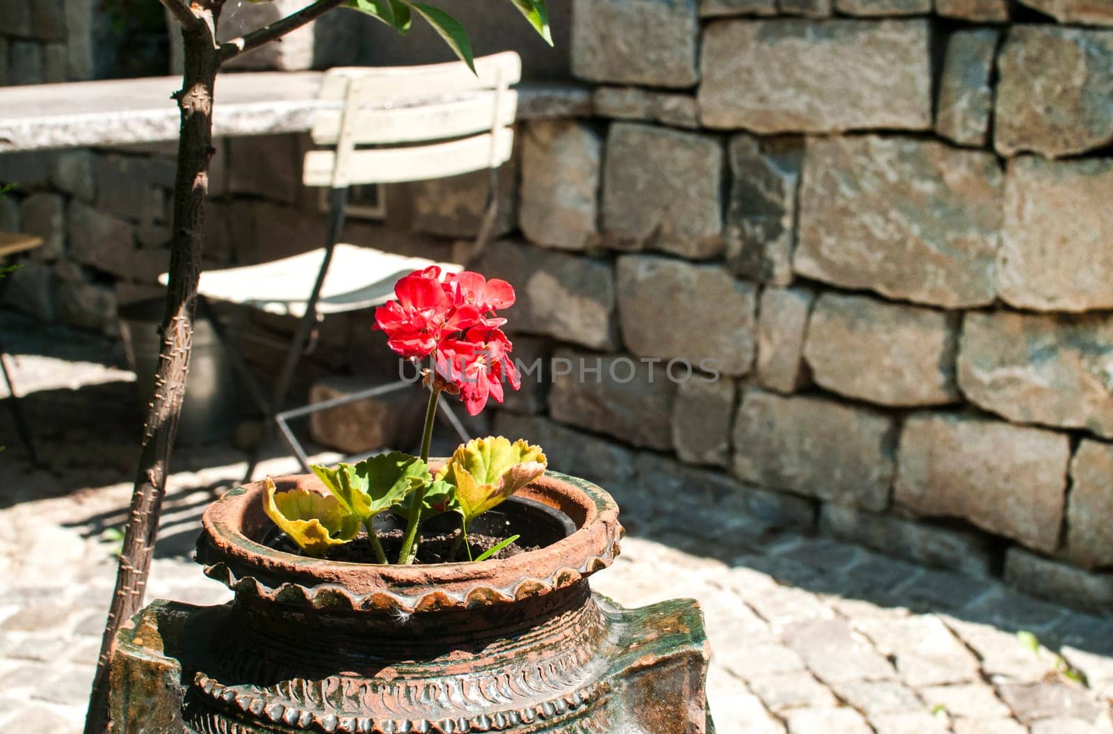 Corner of beautiful home garden details closeup