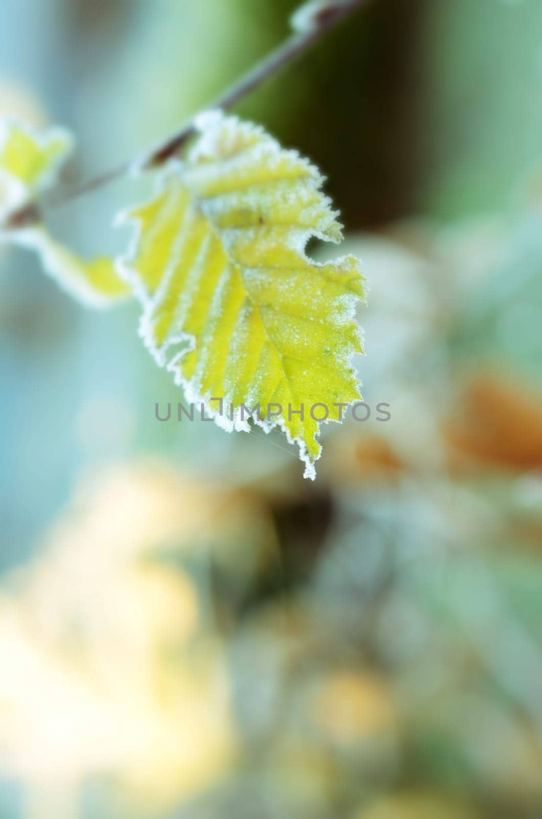 Frozen leaves