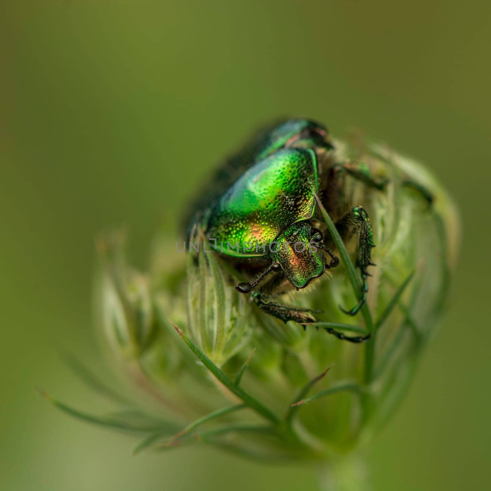 Rose beetle