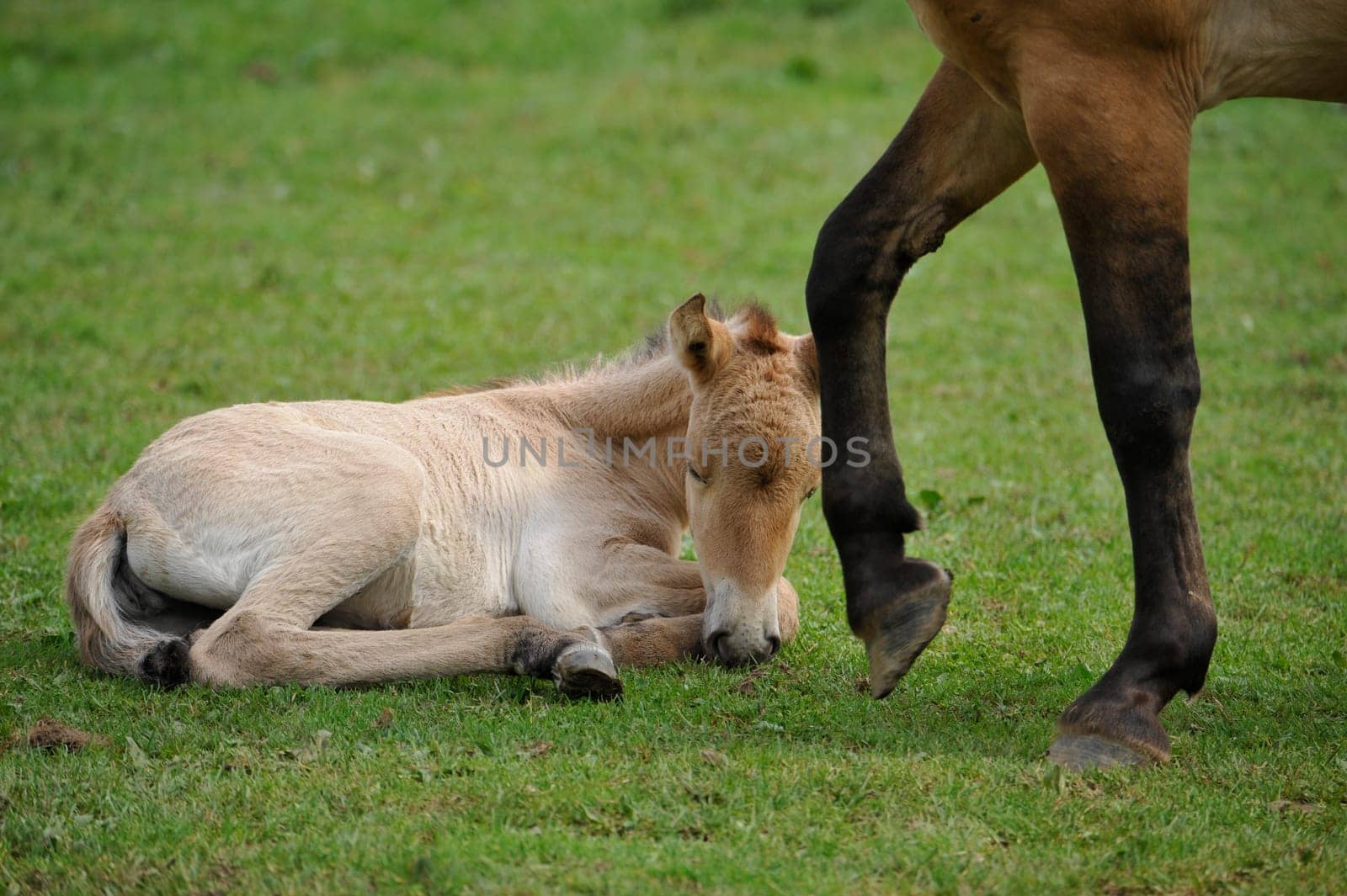 The Przewalski's horse with Foals