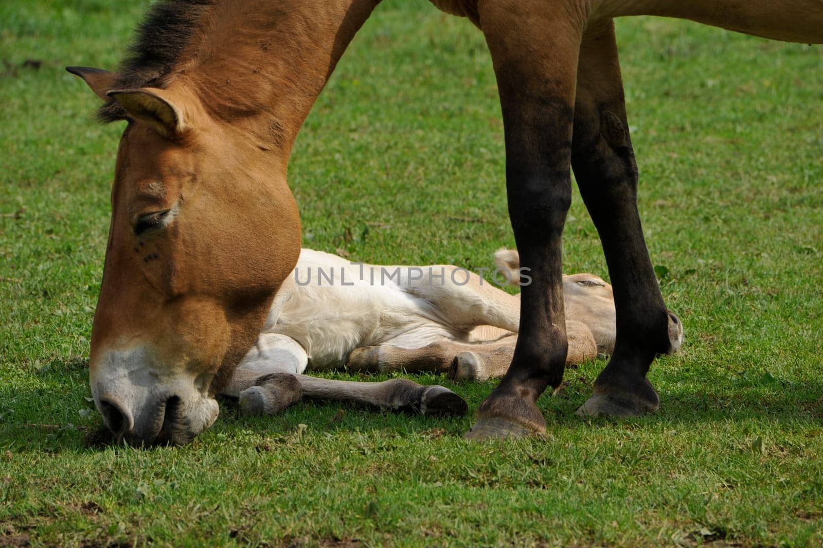 The Przewalski's horse with Foals