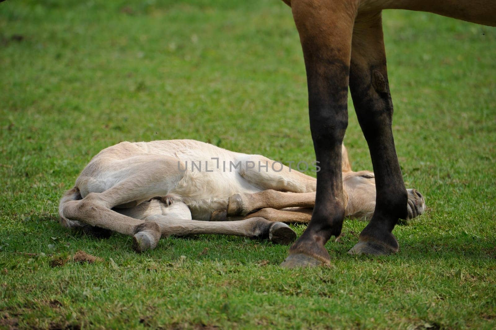 The Przewalski's horse with Foals