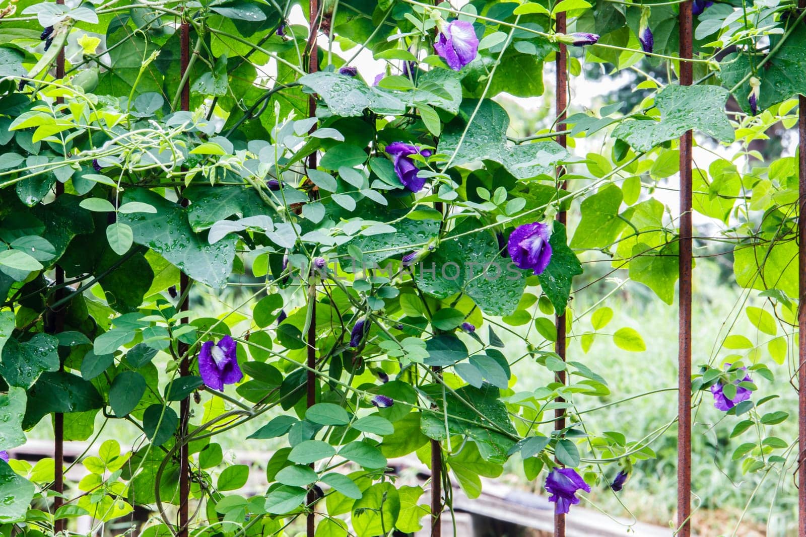butterfly pea flower on steel fence