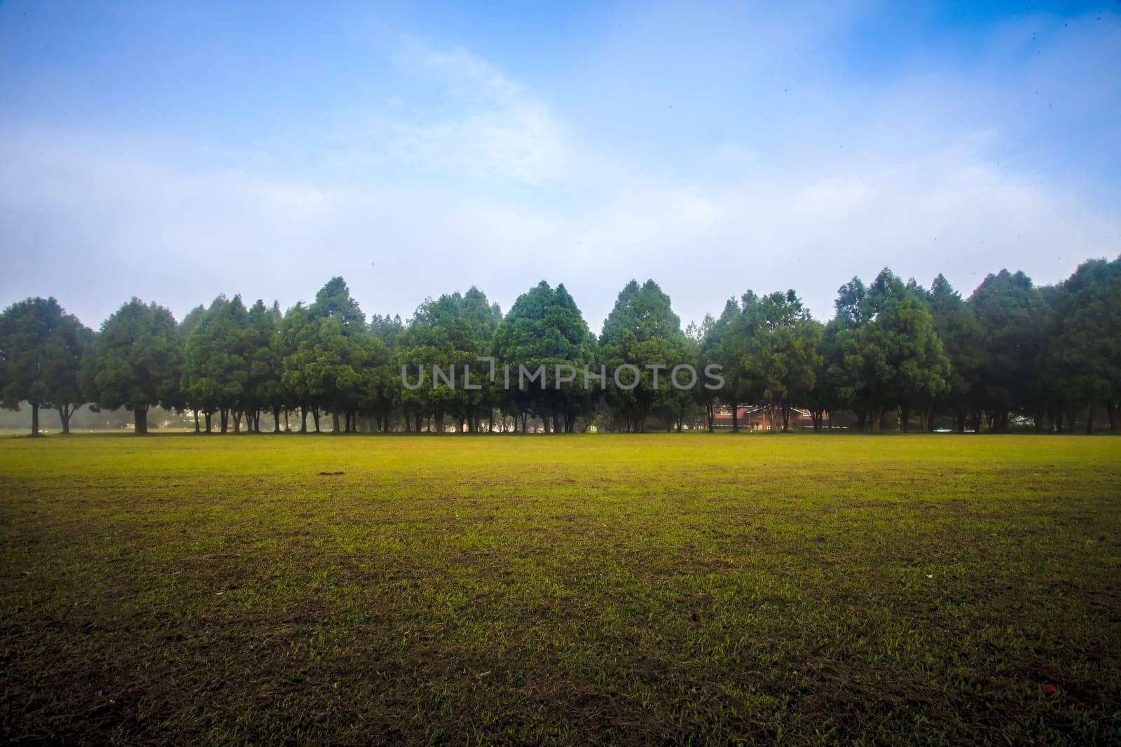 Beautiful park tree on sunrise