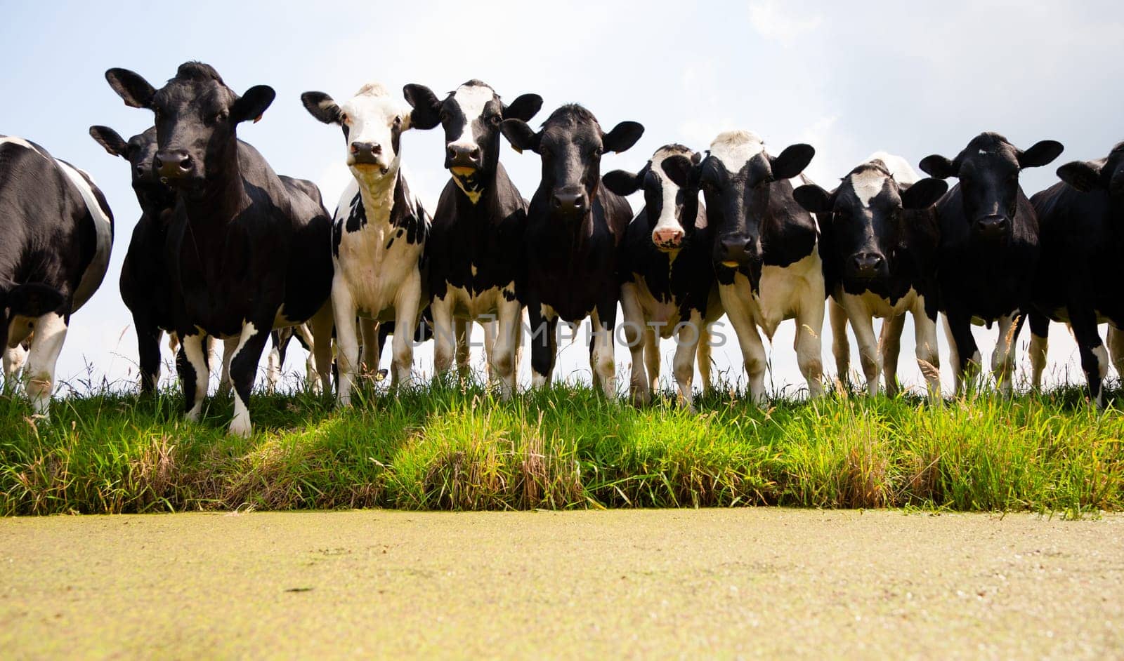 Dutch cows in the meadow.