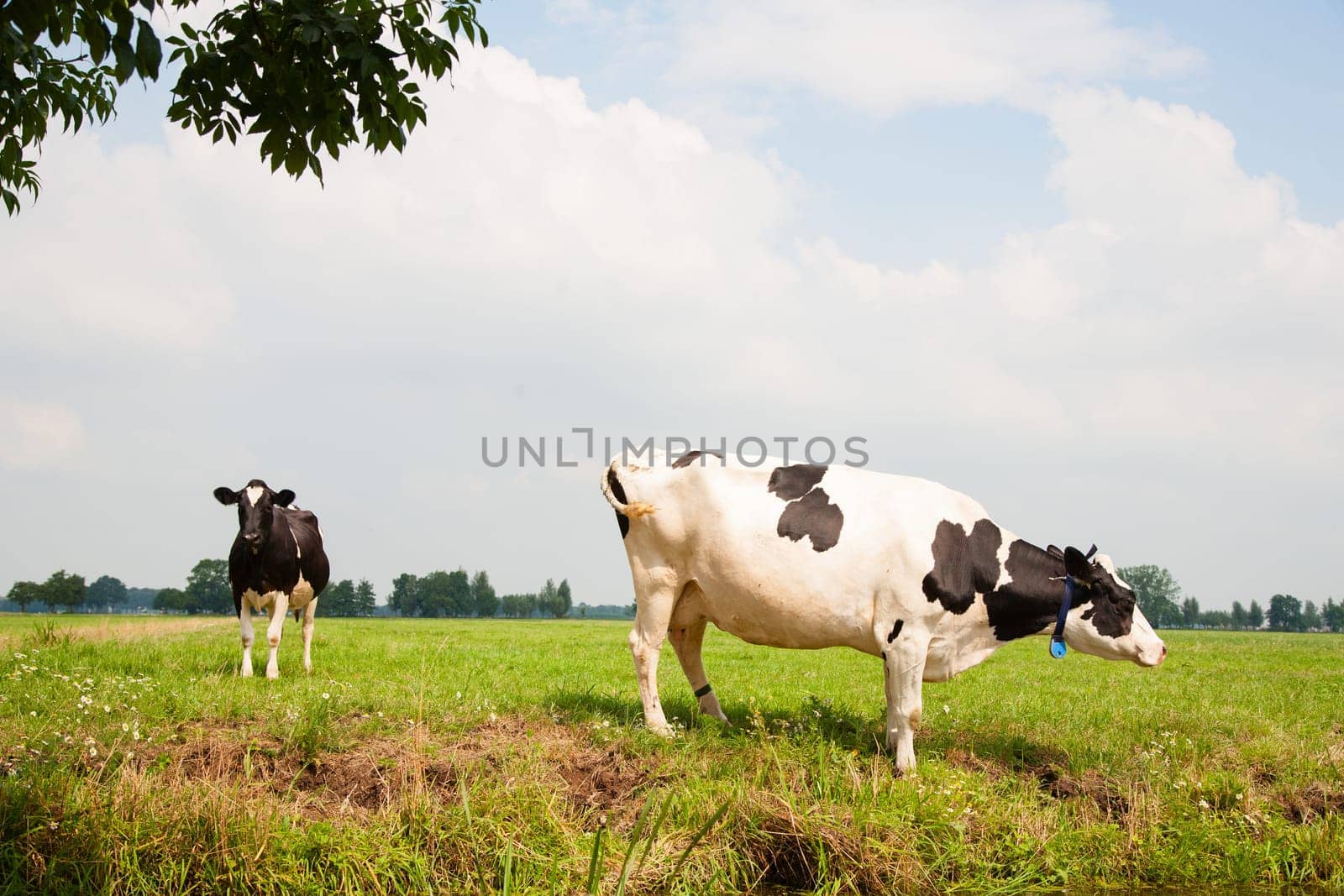 Dutch cows in the meadow.