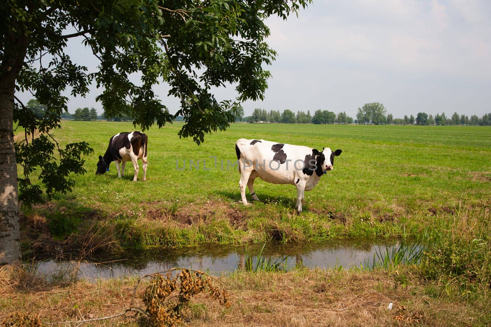 Dutch cows in the meadow.