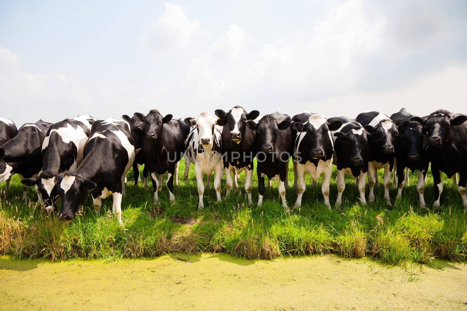 Dutch cows in the meadow.
