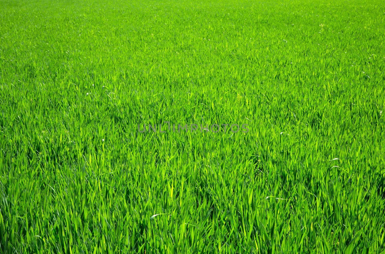Green grass texture from a field
