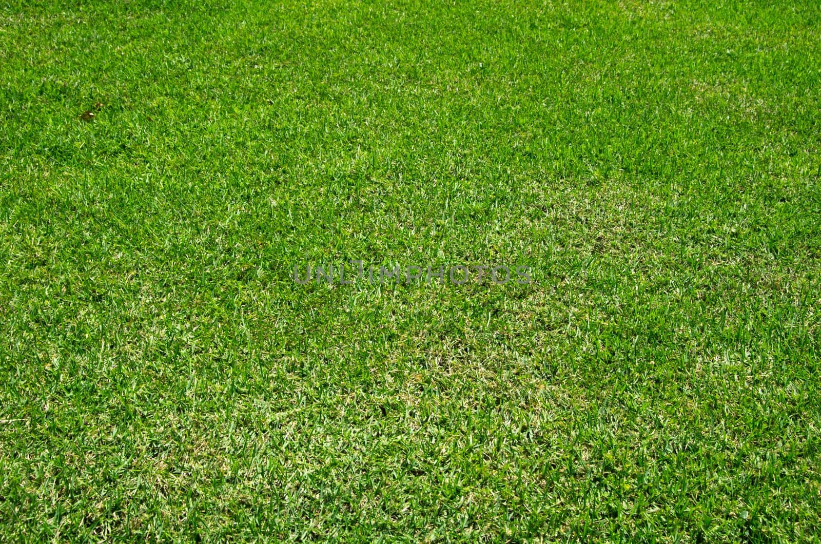 Close-up image of fresh spring green grass