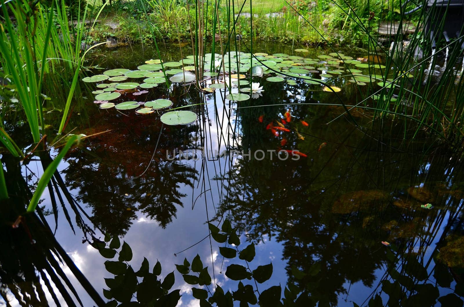 Garden pond goldfish