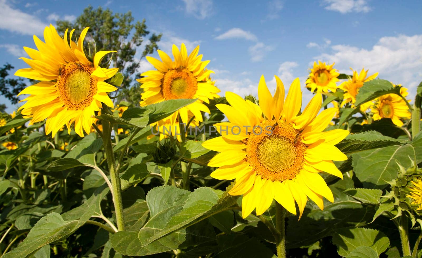 Blooming sunflower field in the summer