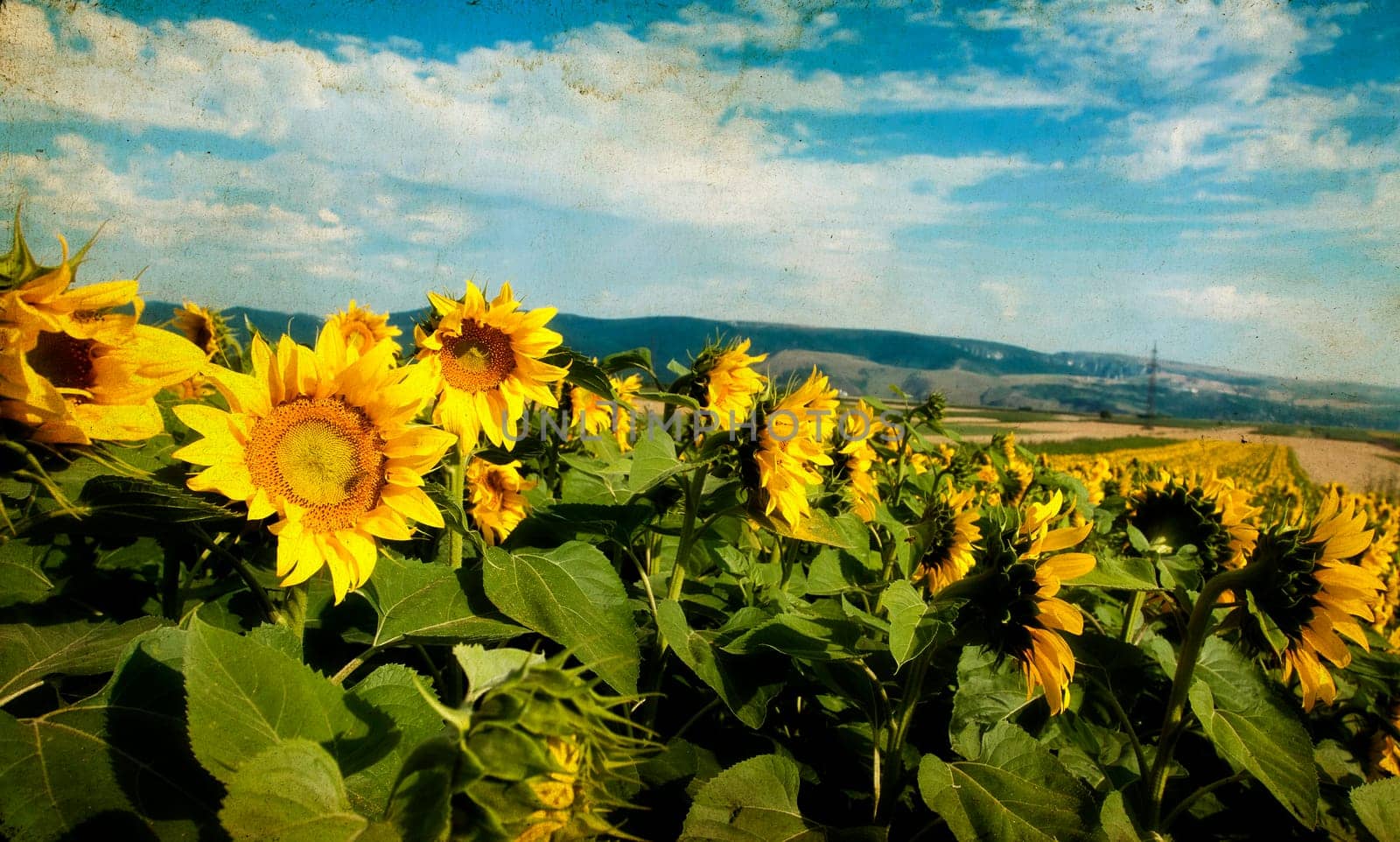 Vintage photo of blooming sunflower field