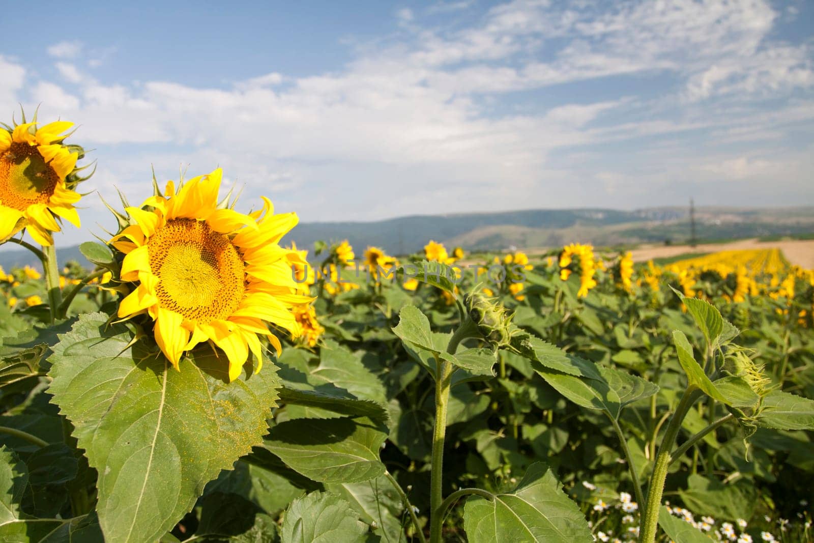Blooming sunflower field in the summer