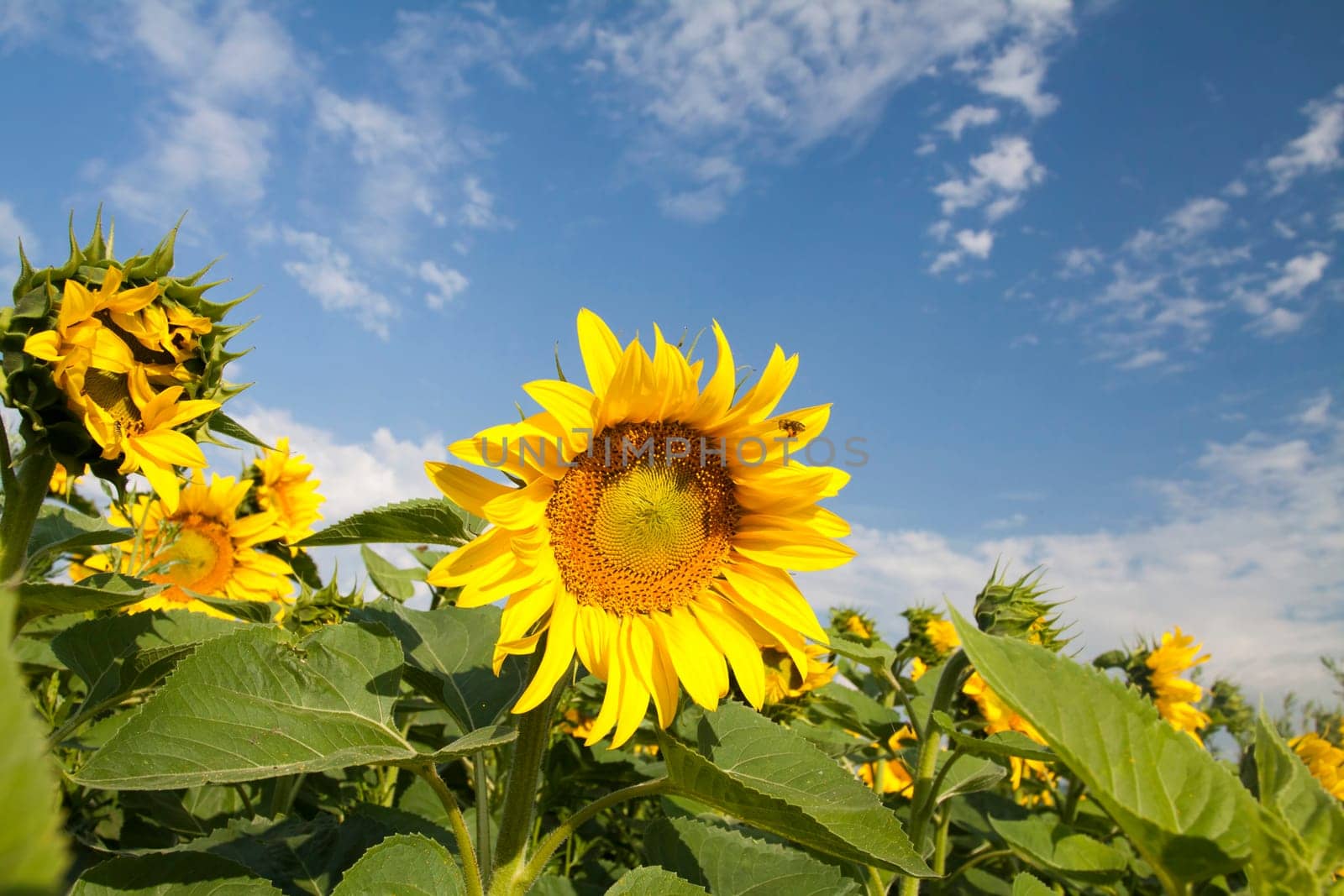 Blooming sunflower field in the summer