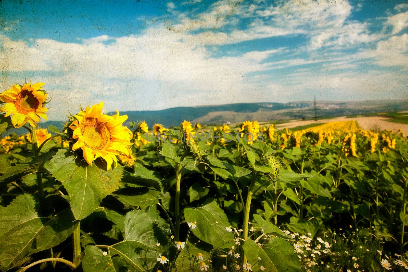 Grunge photo of blooming sunflower field in the summer