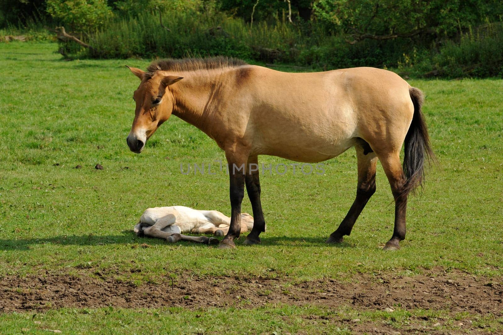 The Przewalski's horse with Foals