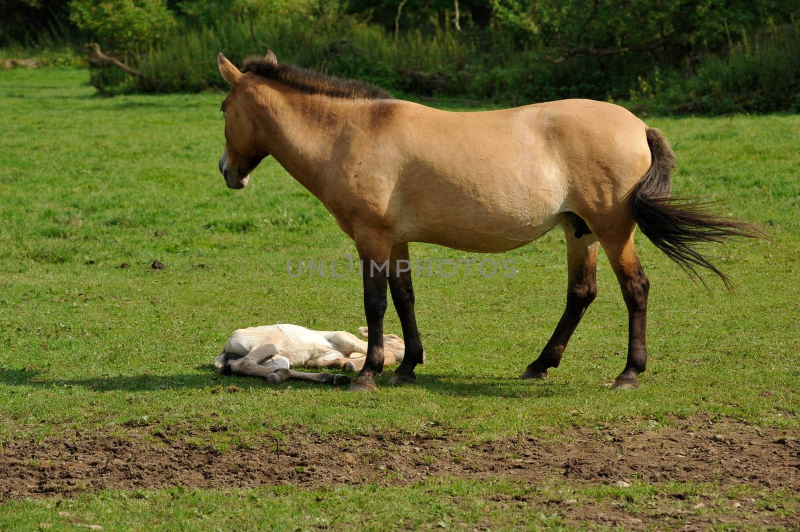 The Przewalski's horse with Foals