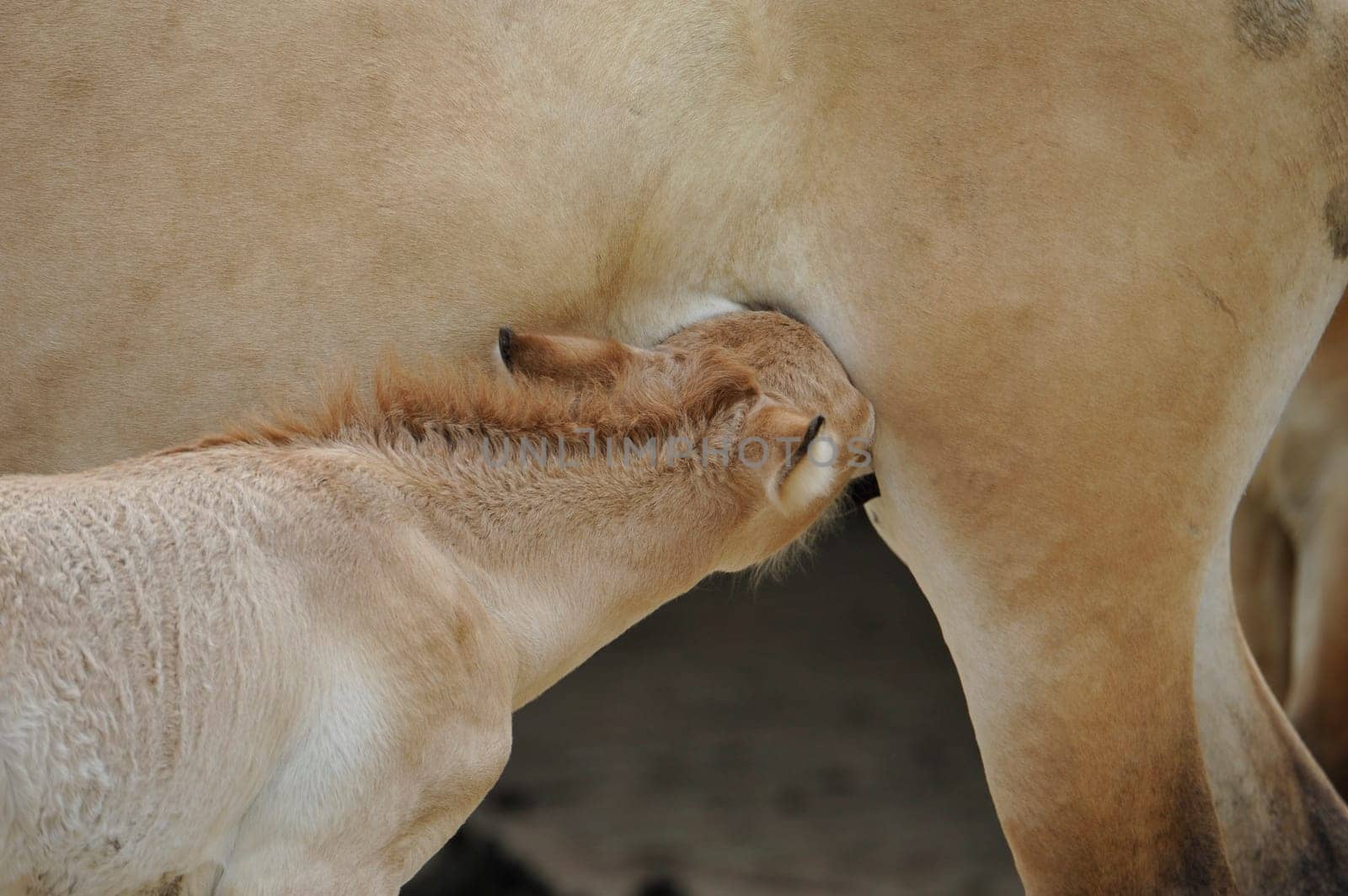 The Przewalski's horse with Foals