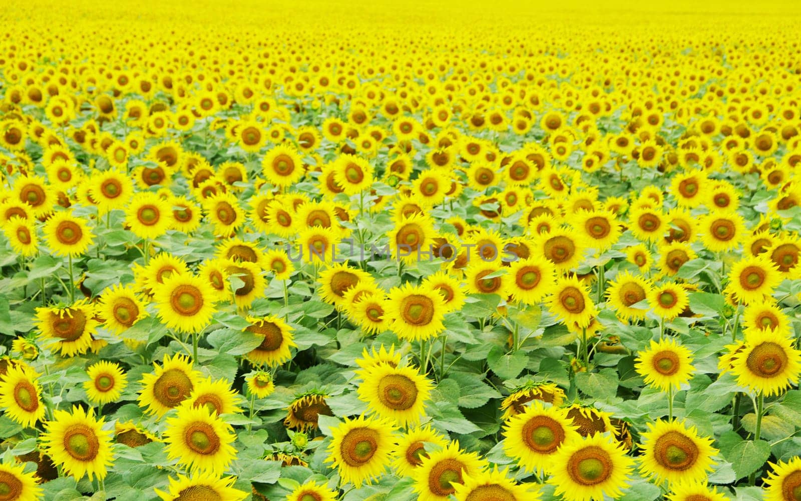 Closeup of a bright yellow sunflowers