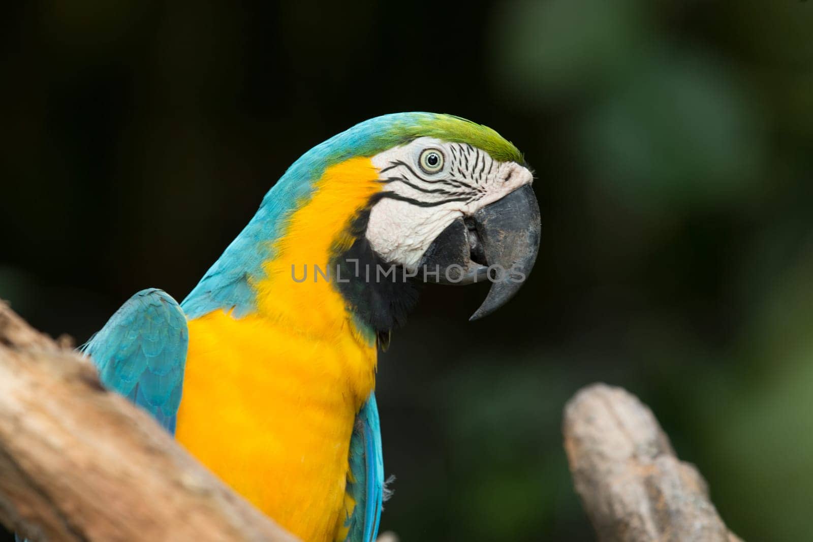 parrot bird sitting on the perch