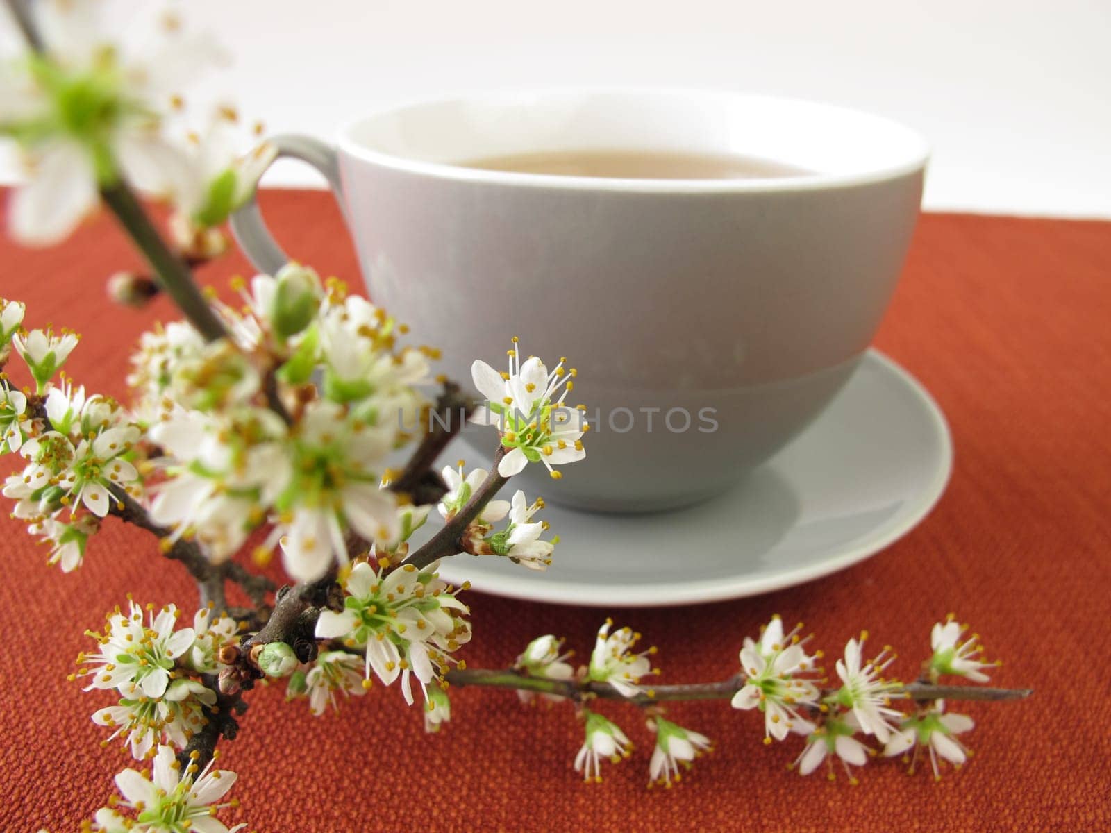 Sly Blossomtea