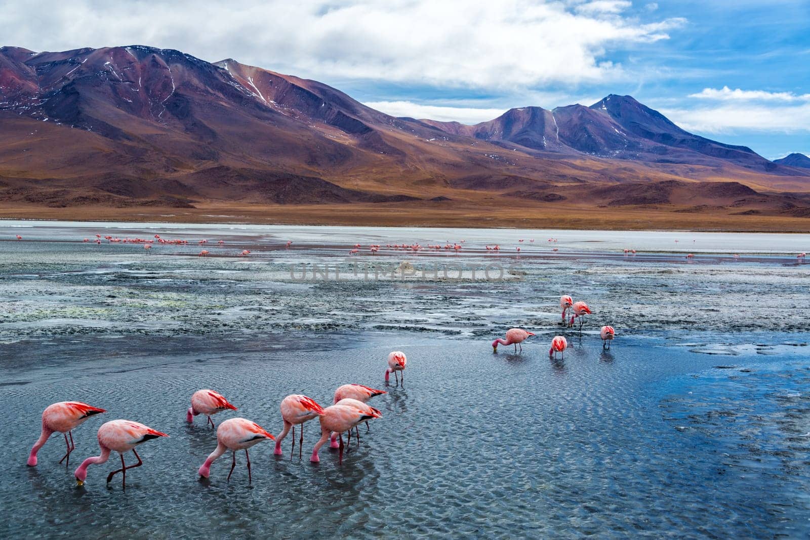 Pink flamingoes in Lake Hedionda in the high plains of Bolivia with Andean mountains in the background