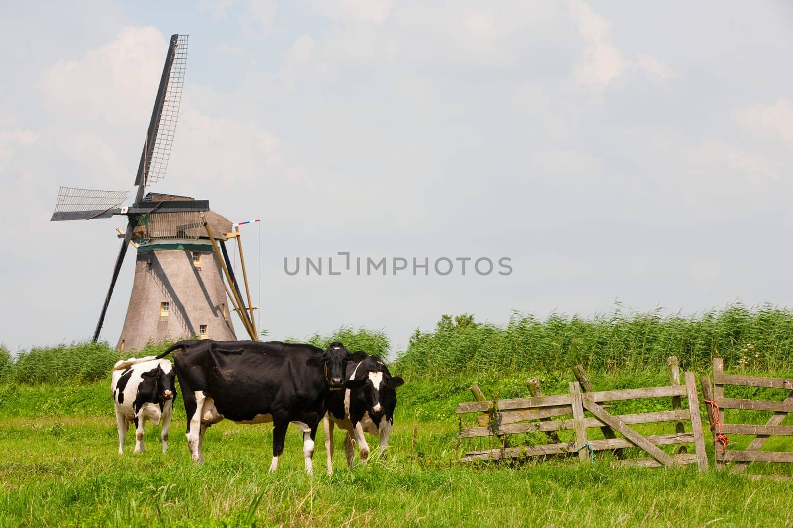Dutch cows in the meadow near a traditional windmill in Groot-Ammers, the Netherlands.