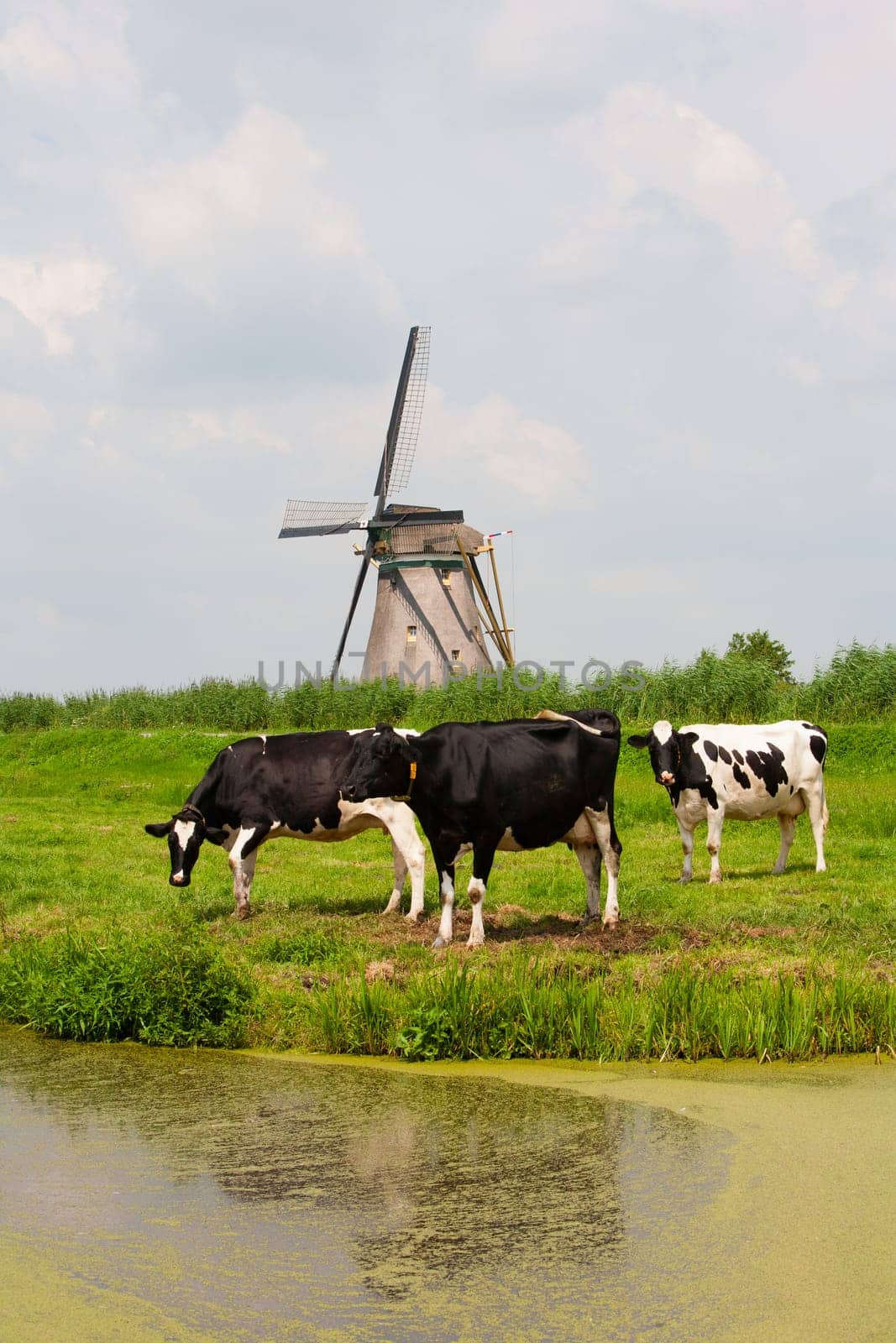 Dutch cows in the meadow near a traditional windmill in Groot-Ammers, the Netherlands.