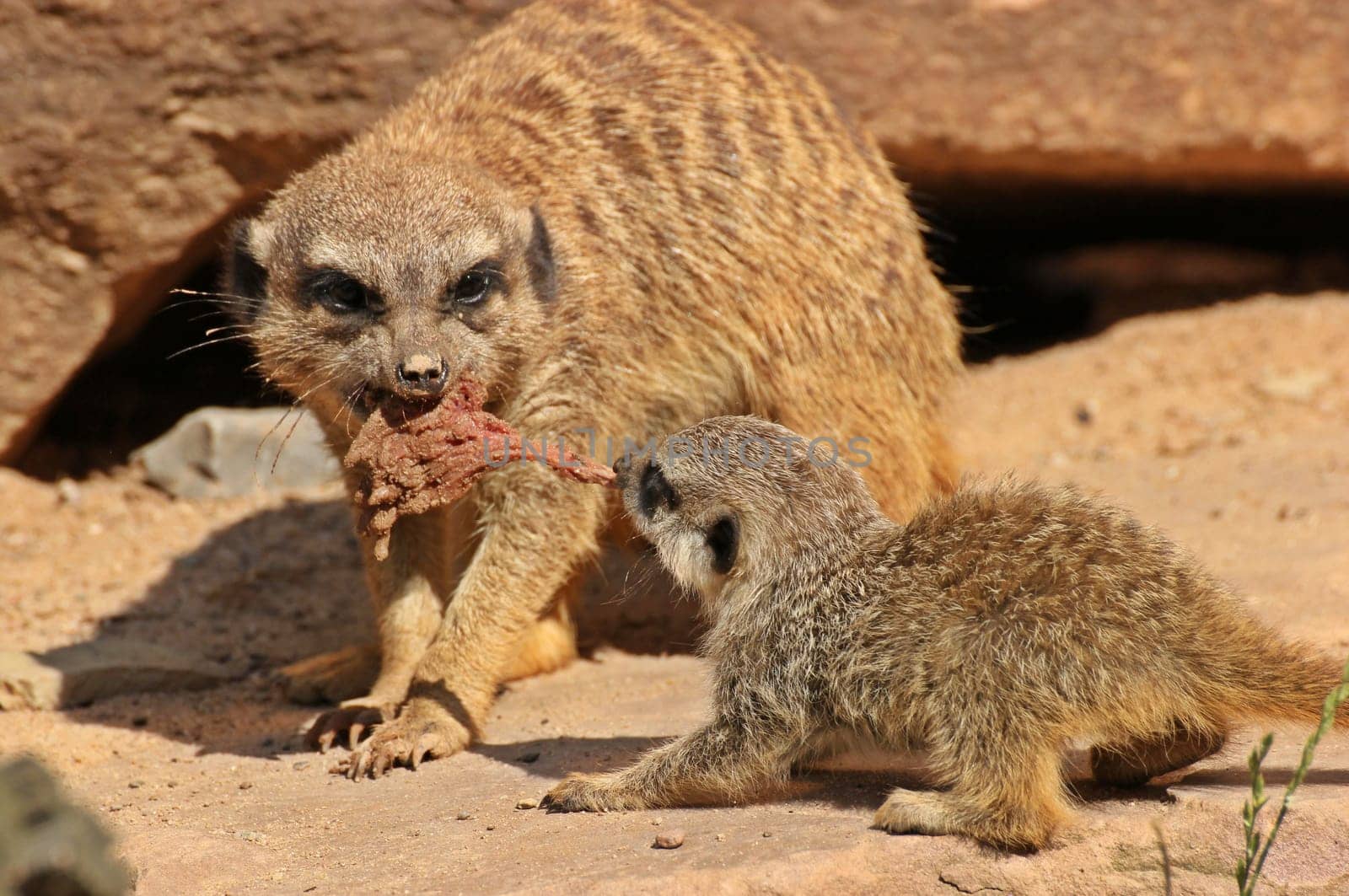 Meerkats argue over food