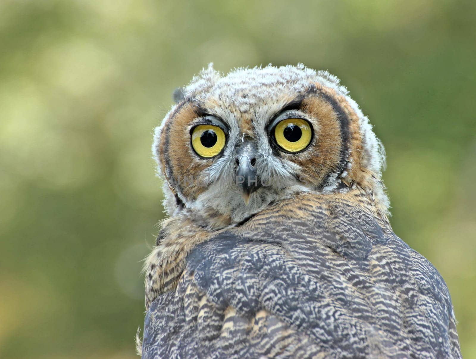 Young Virginia owl (Bubo virginianus)