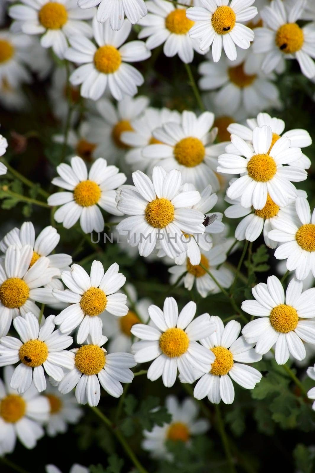 The top view on a flowerbed with lean meadows Margareten.