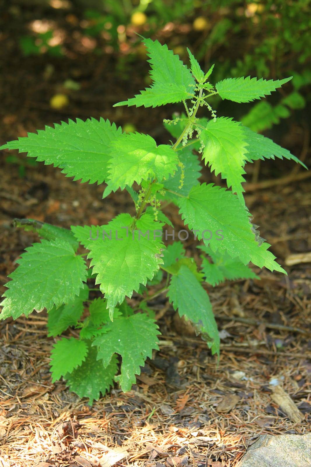 Large nettle (Urtica dioica) - outdoor plant