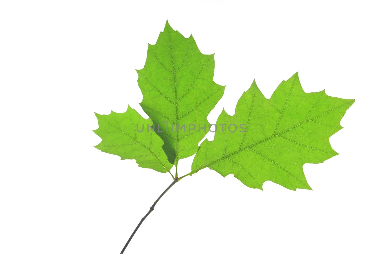 Leaves of the red oak (Quercus rubra) exposed against a white background