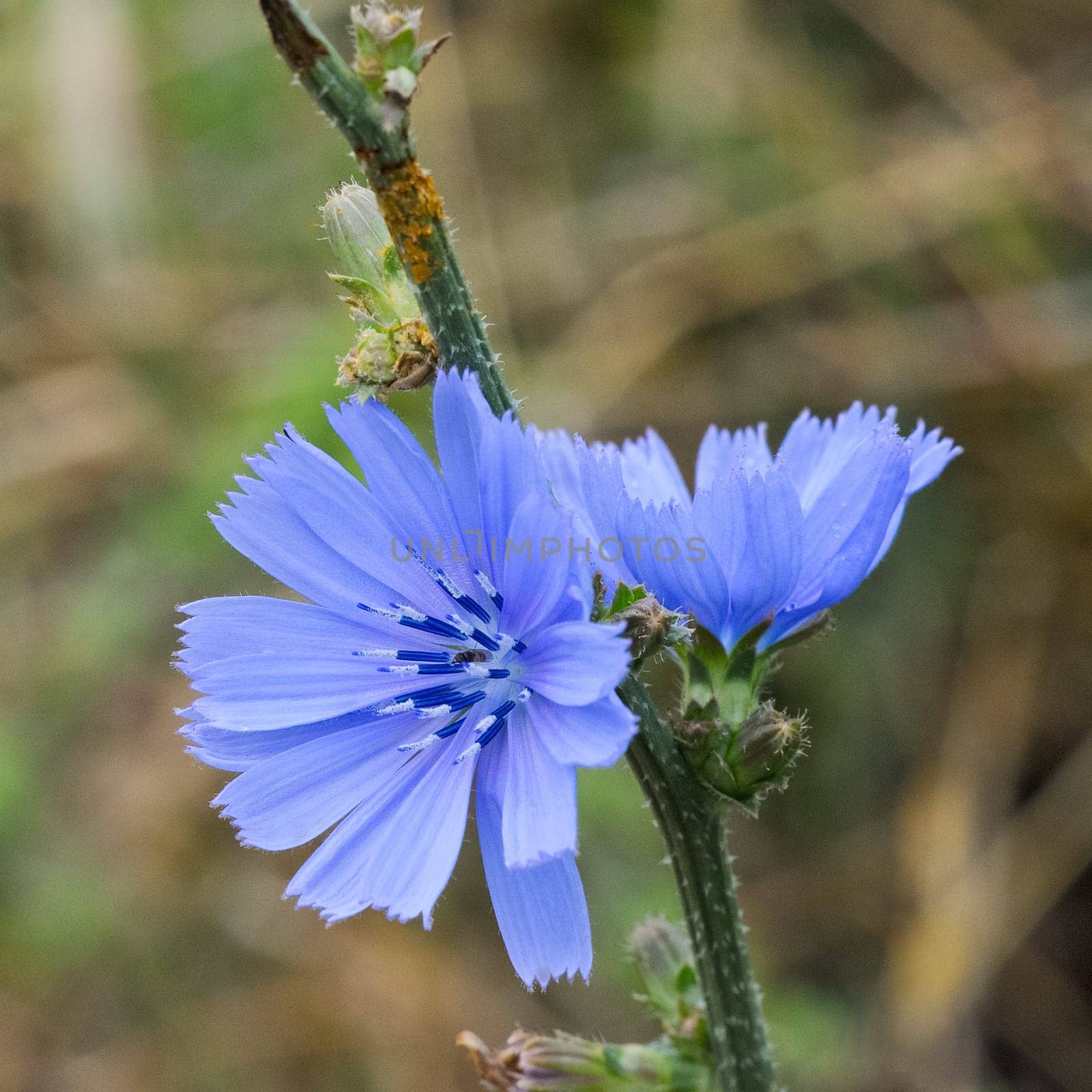 Blossom of the wayward
