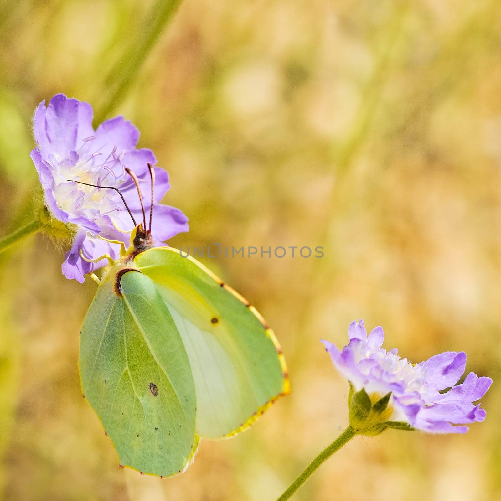 Butterfly on a flower